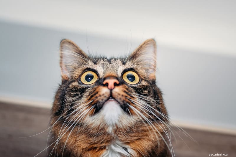 고양이의 눈동자는 자신의 감정을 알릴 수 있습니다
