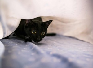 なぜ私の猫は私を夜通し眠らせないのですか？ 