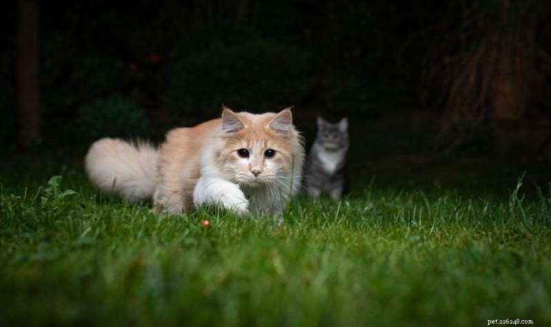 Perché i gatti inseguono i puntatori laser?