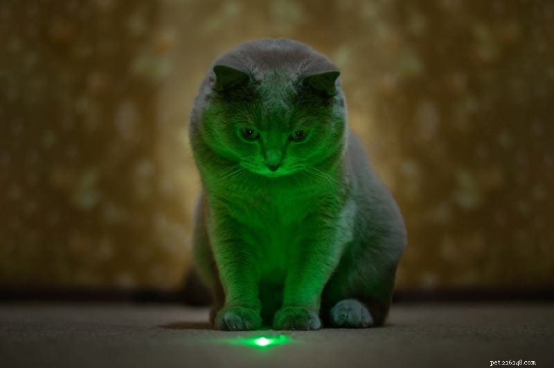 고양이가 레이저 포인터를 쫓는 이유는 무엇입니까?