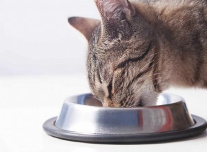 Pourquoi les chats ferment-ils les yeux lorsqu ils mangent ?