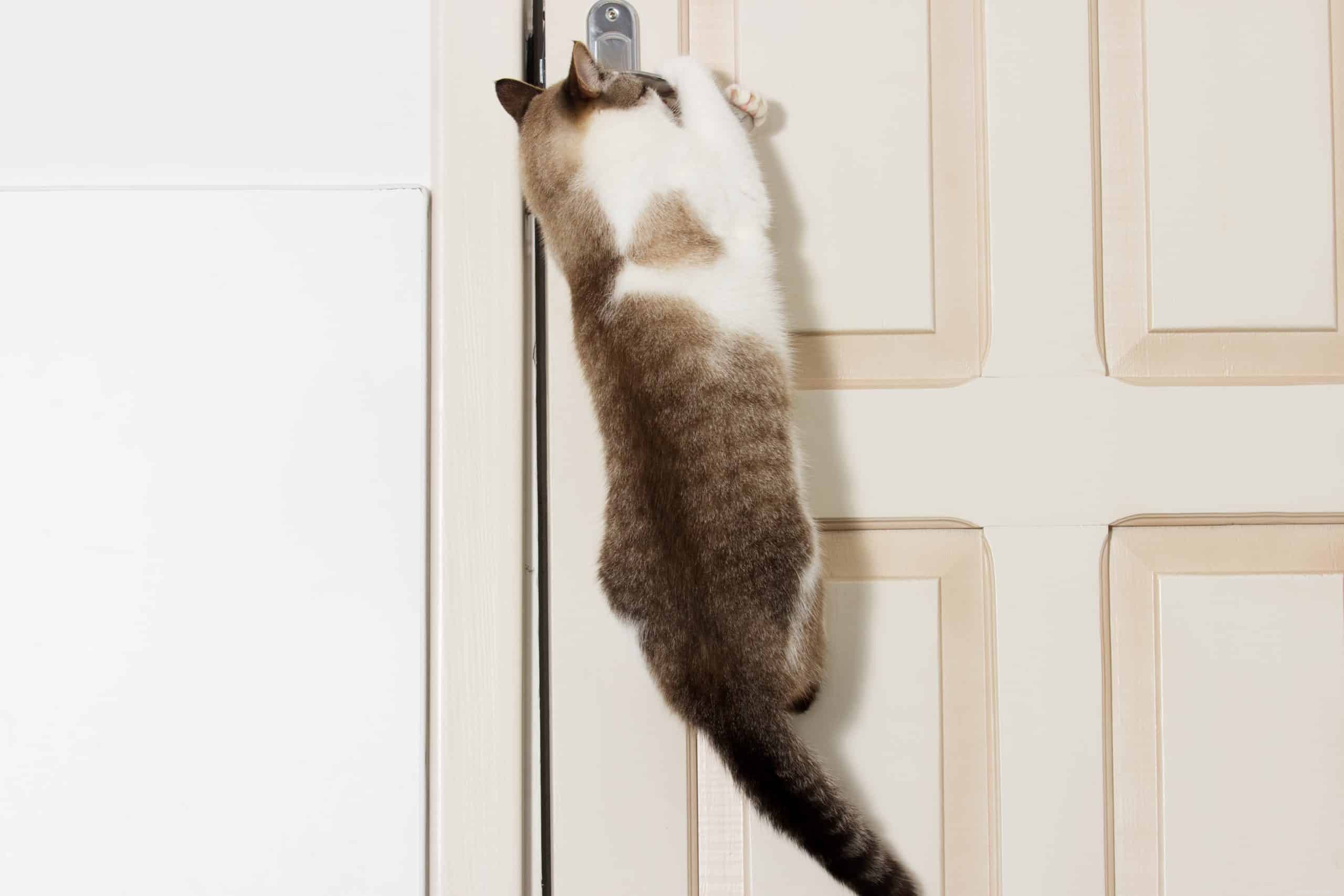 Por que os gatos odeiam portas fechadas?