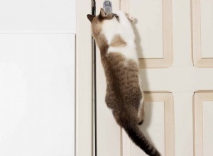 Varför hatar katter stängda dörrar?
