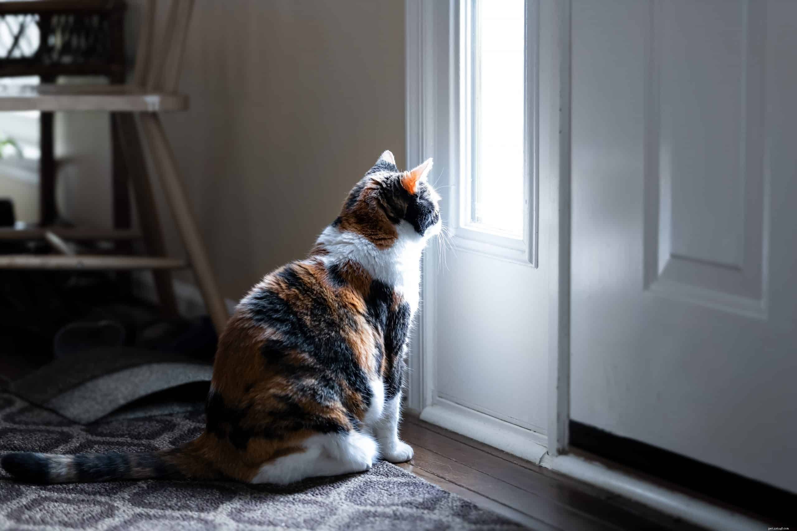 Perché i gatti odiano le porte chiuse?