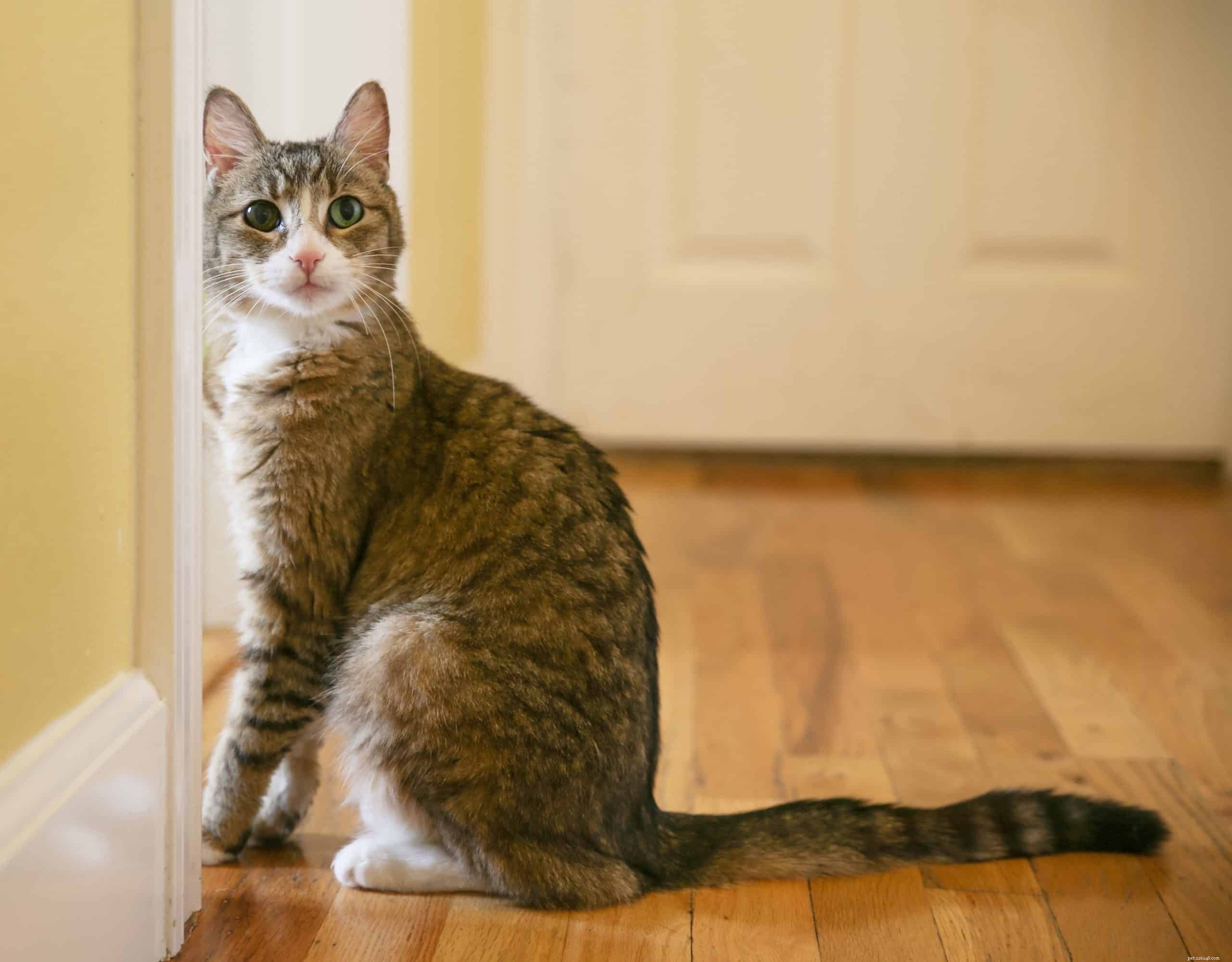 Perché i gatti odiano le porte chiuse?