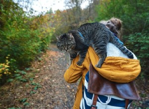 Por que os gatos gostam de pousar nos ombros?