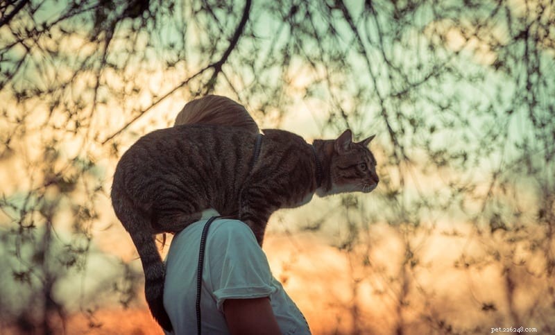 Perché ai gatti piace appollaiarsi sulle spalle?