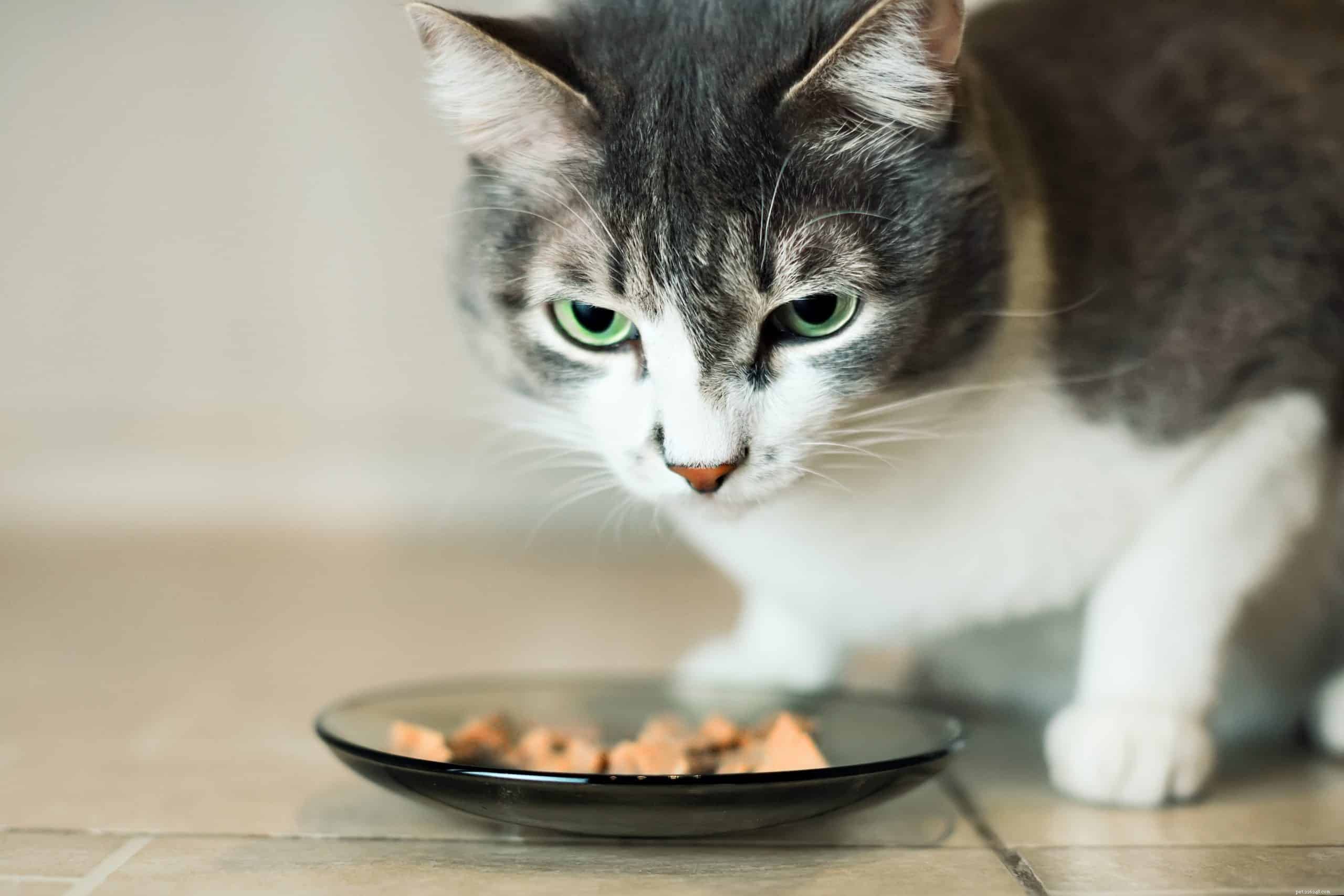 Perché alcuni gatti sono così schizzinosi riguardo al cibo?