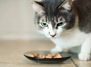 Varför är vissa katter så kräsna med sin mat?
