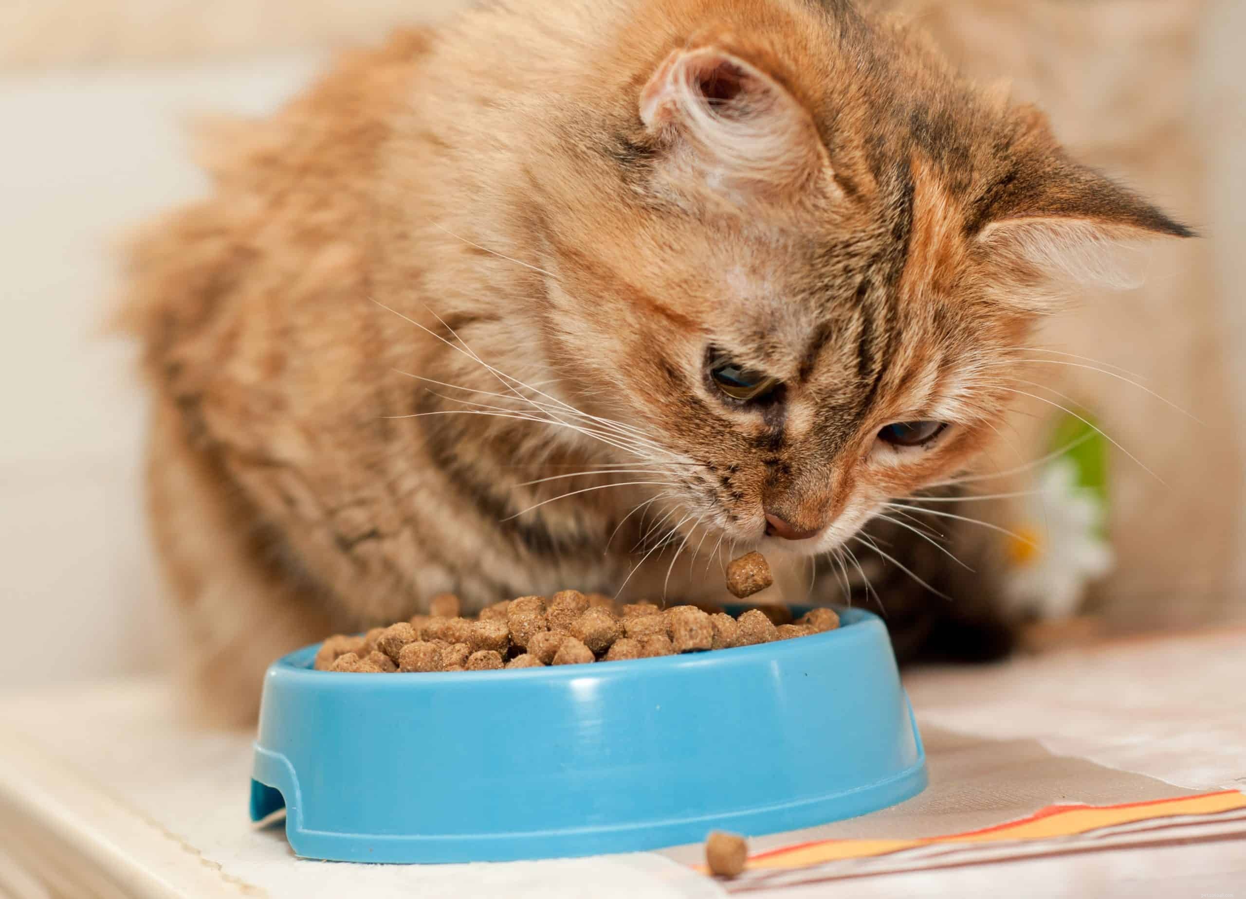 Proč jsou některé kočky tak vybíravé v jídle?