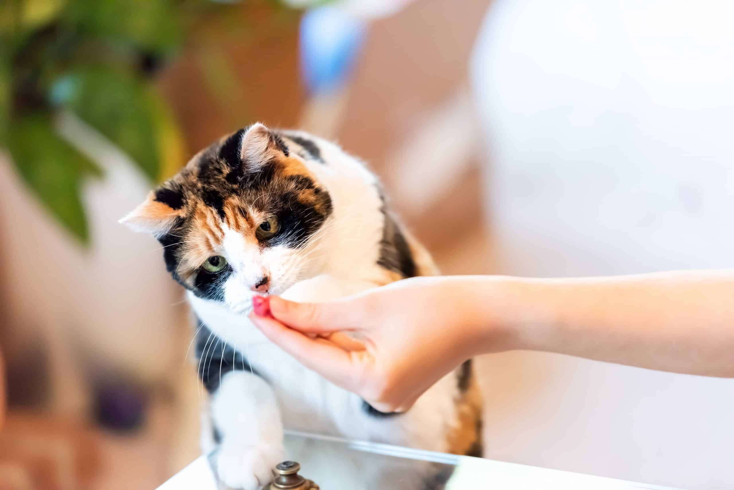 Почему некоторые кошки так разборчивы в еде?