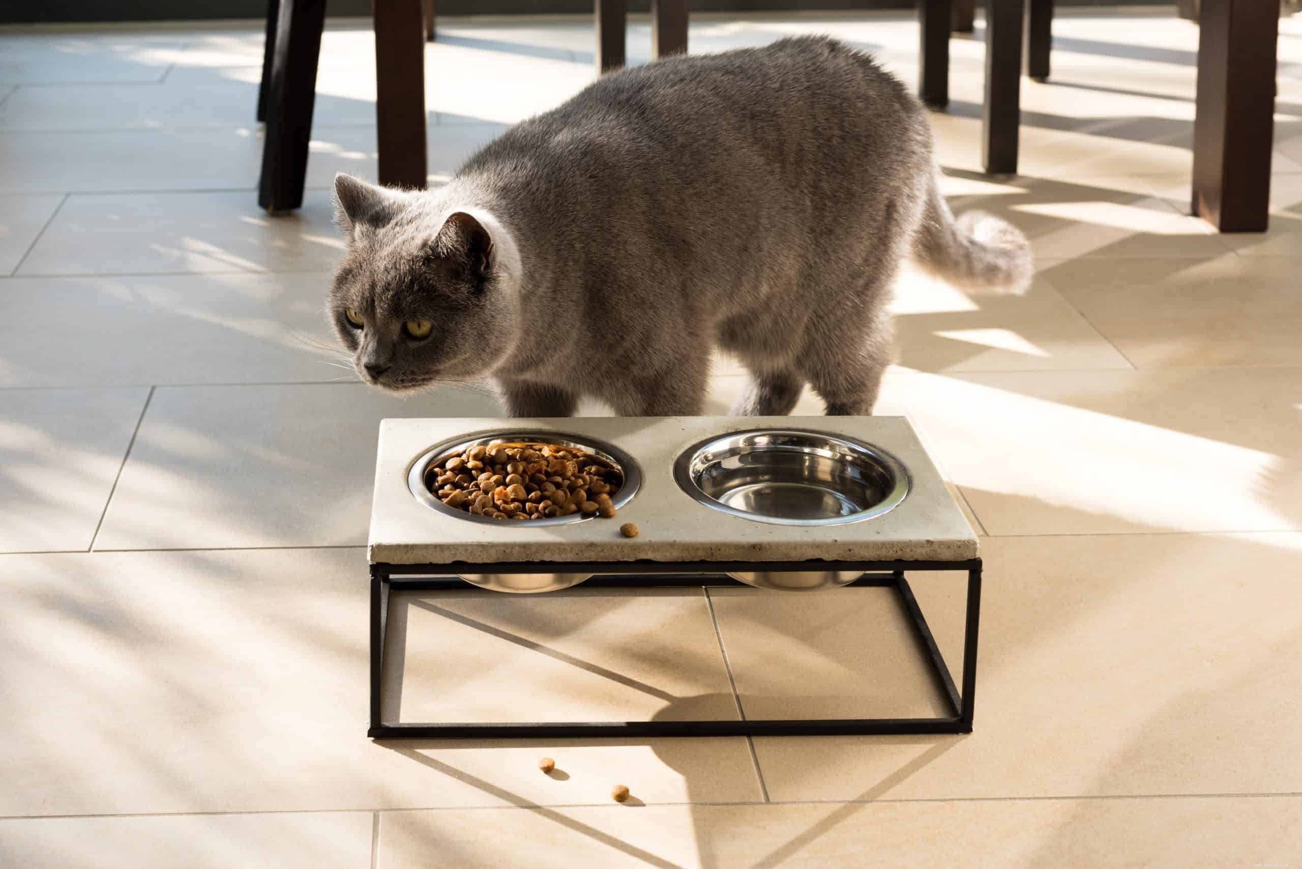 왜 일부 고양이는 음식에 대해 까다롭습니까?