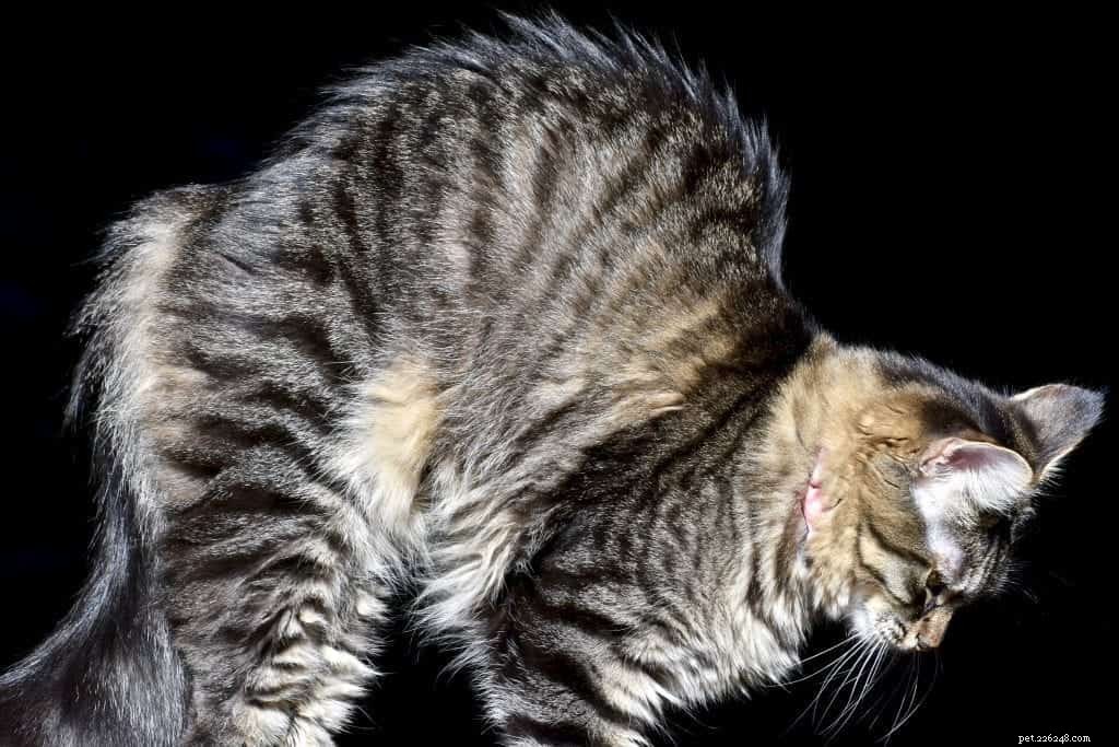 Varför böjer sig katter på ryggen?