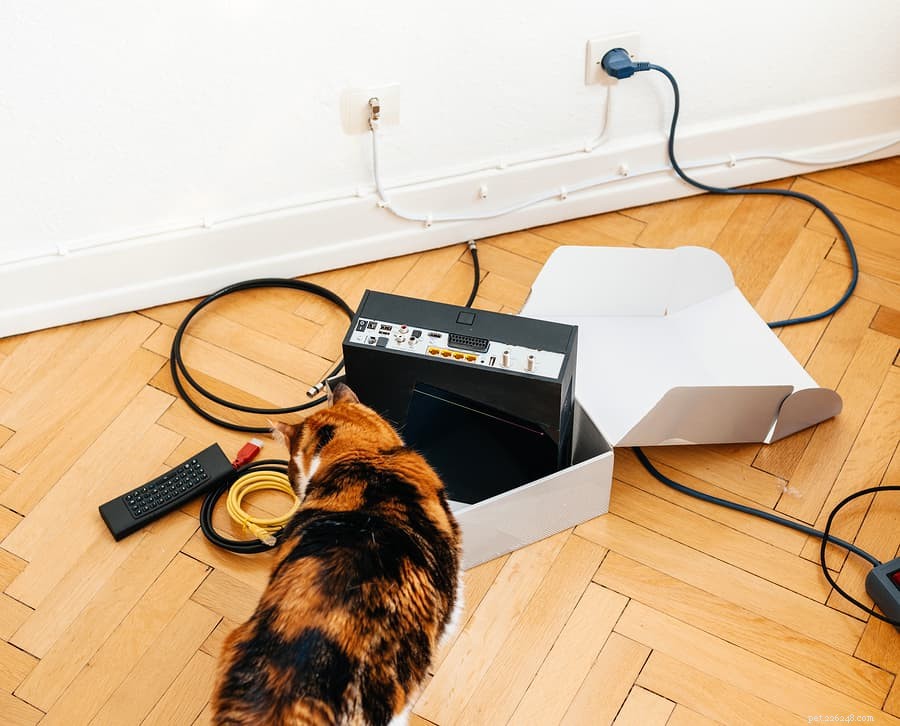 Как заставить кошку перестать жевать шнуры и провода?