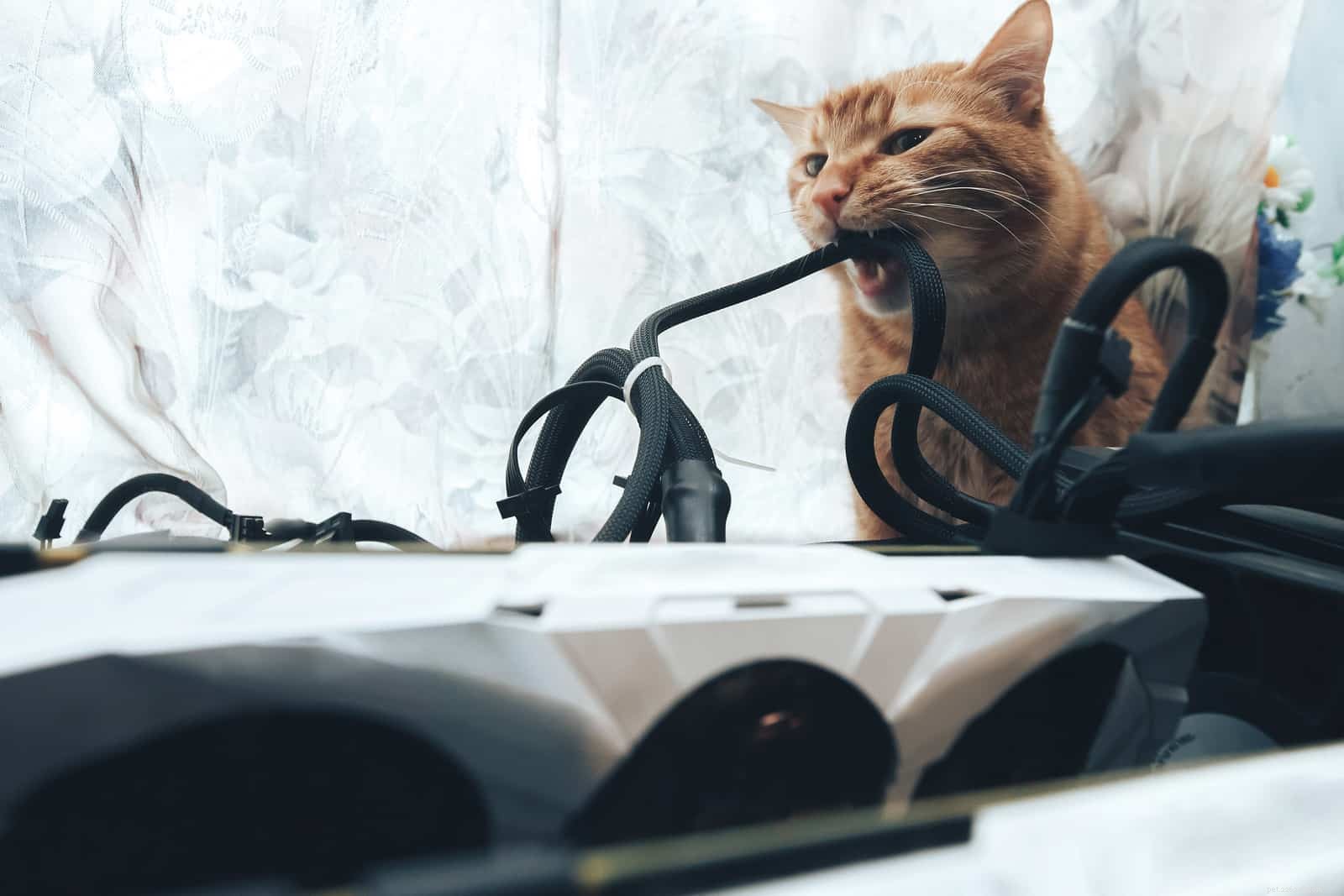 猫にコードやワイヤーを噛むのをやめさせるにはどうすればよいですか？ 
