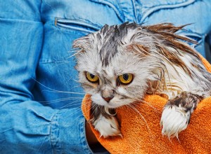 대부분의 고양이가 물을 싫어하는 이유는 무엇입니까?