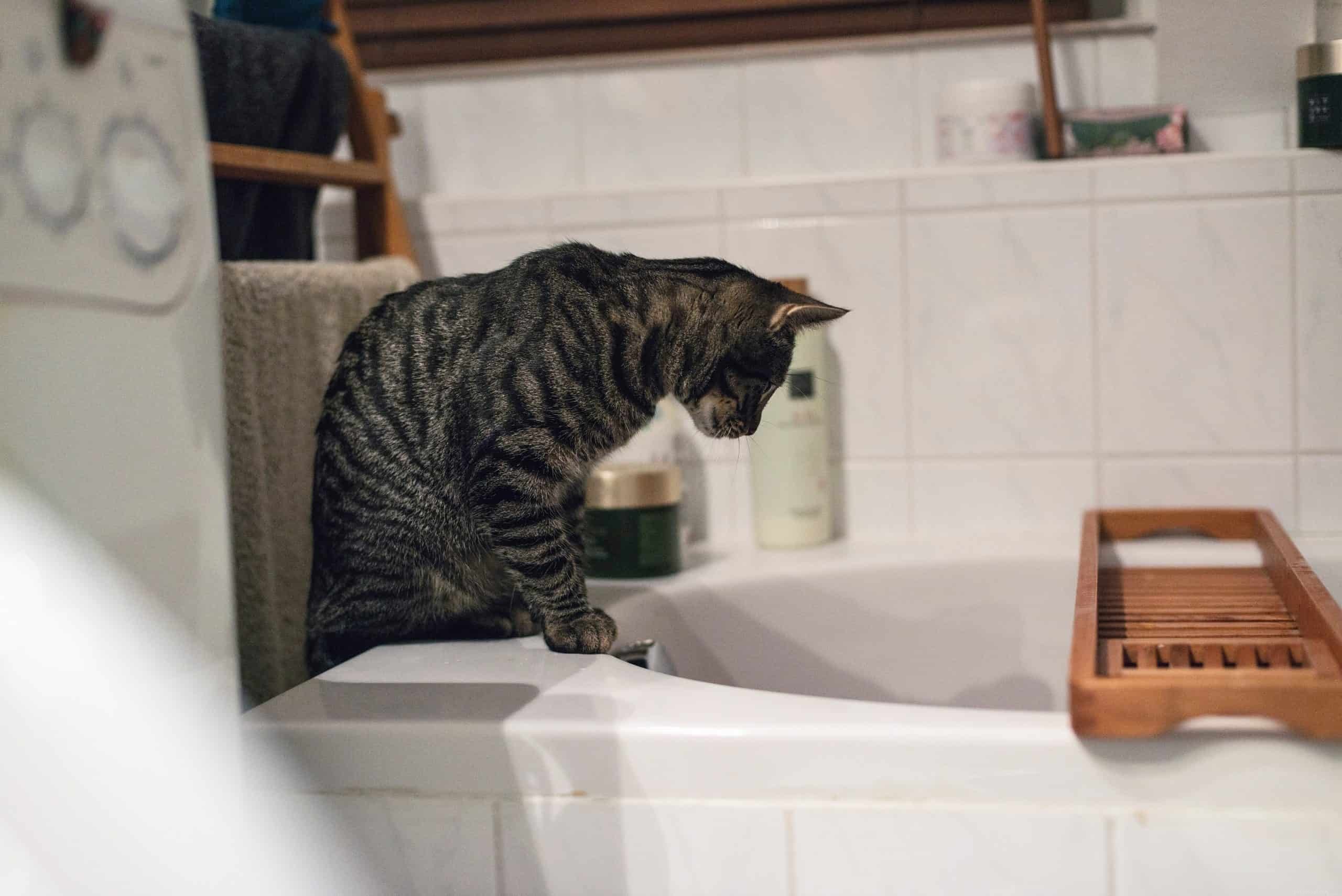 Por que a maioria dos gatos odeia água?