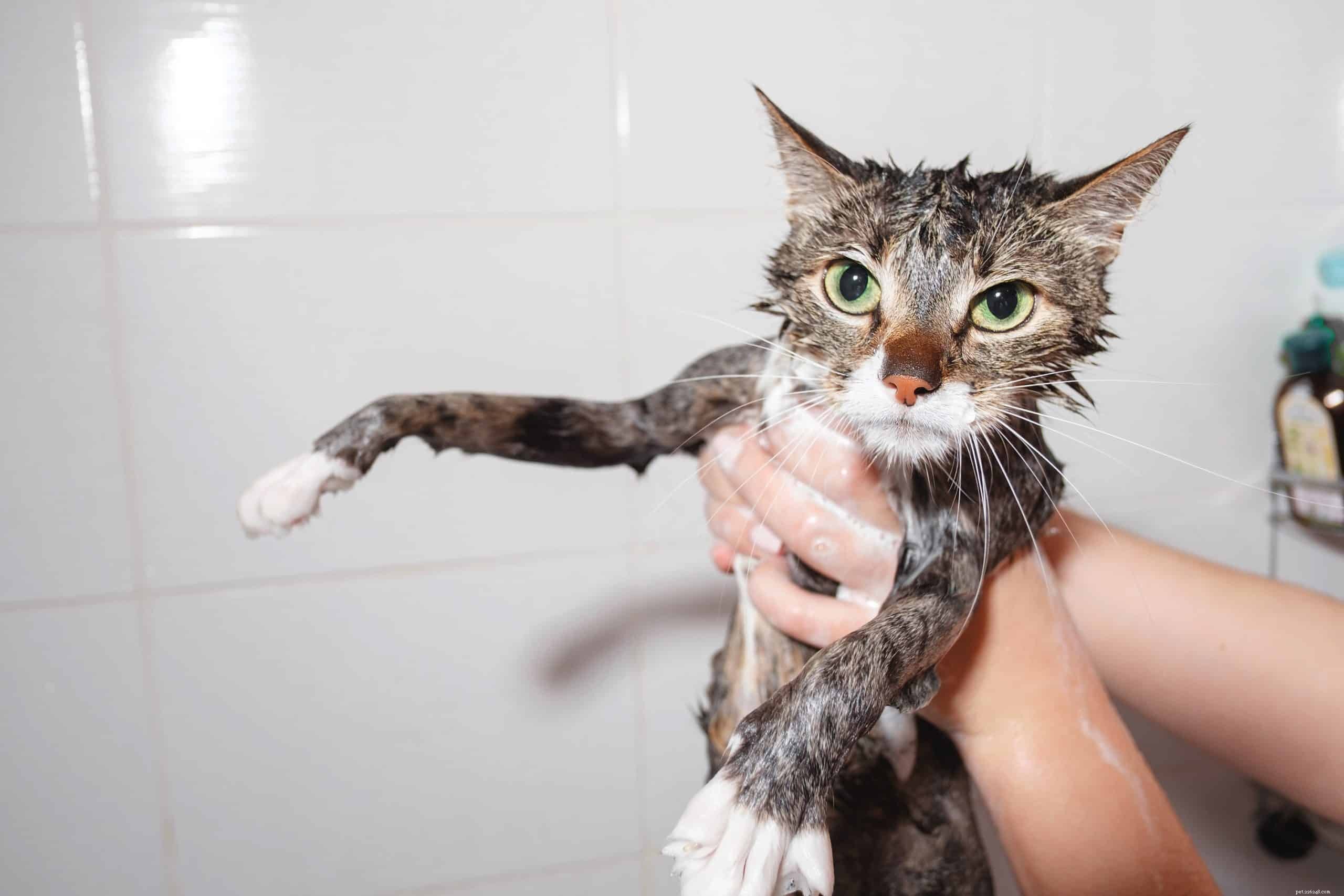 Por que a maioria dos gatos odeia água?