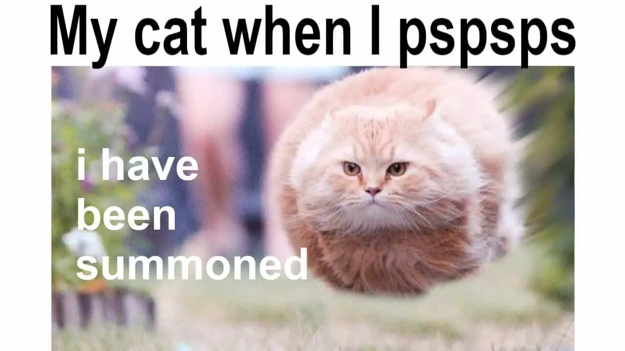 고양이가 Pspsps 소리에 끌리는 이유는 무엇입니까?