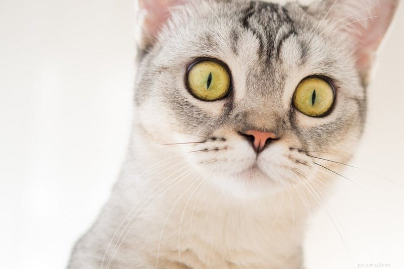 Waarom worden katten aangetrokken door het Pspsps-geluid?