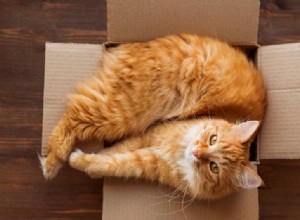 Por que os gatos são atraídos por quadrados?