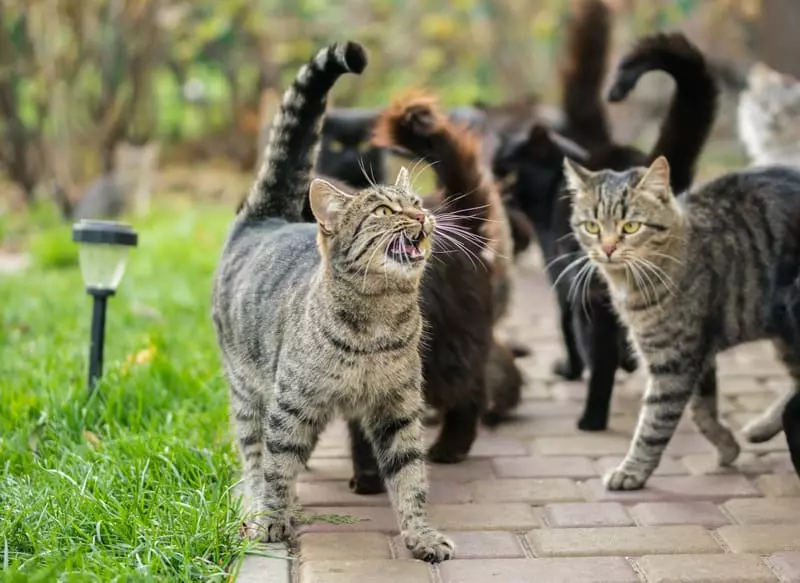 Pourquoi les queues de chat tremblent ?