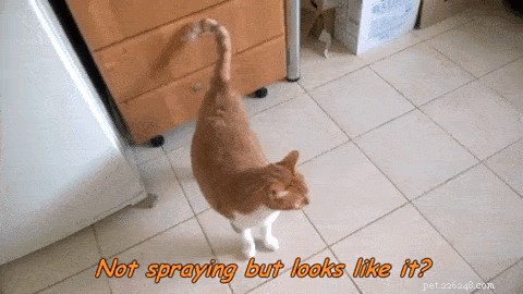 Por que as caudas de gato estremecem?