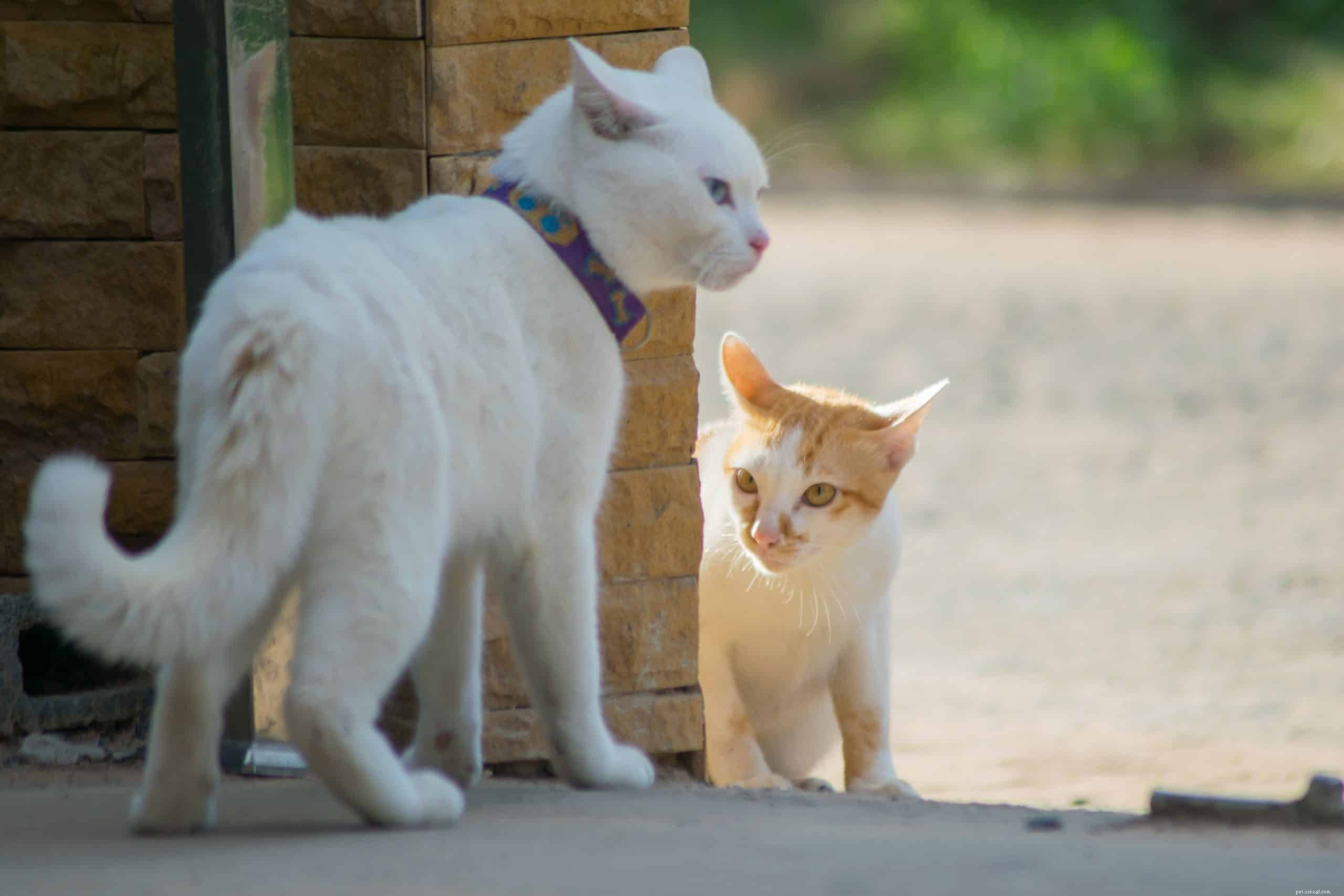 Perché i gatti non entrano in contatto visivo con altri gatti?