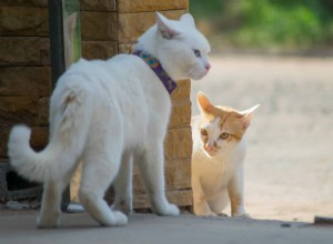 Proč kočky nenavazují oční kontakt s jinými kočkami?