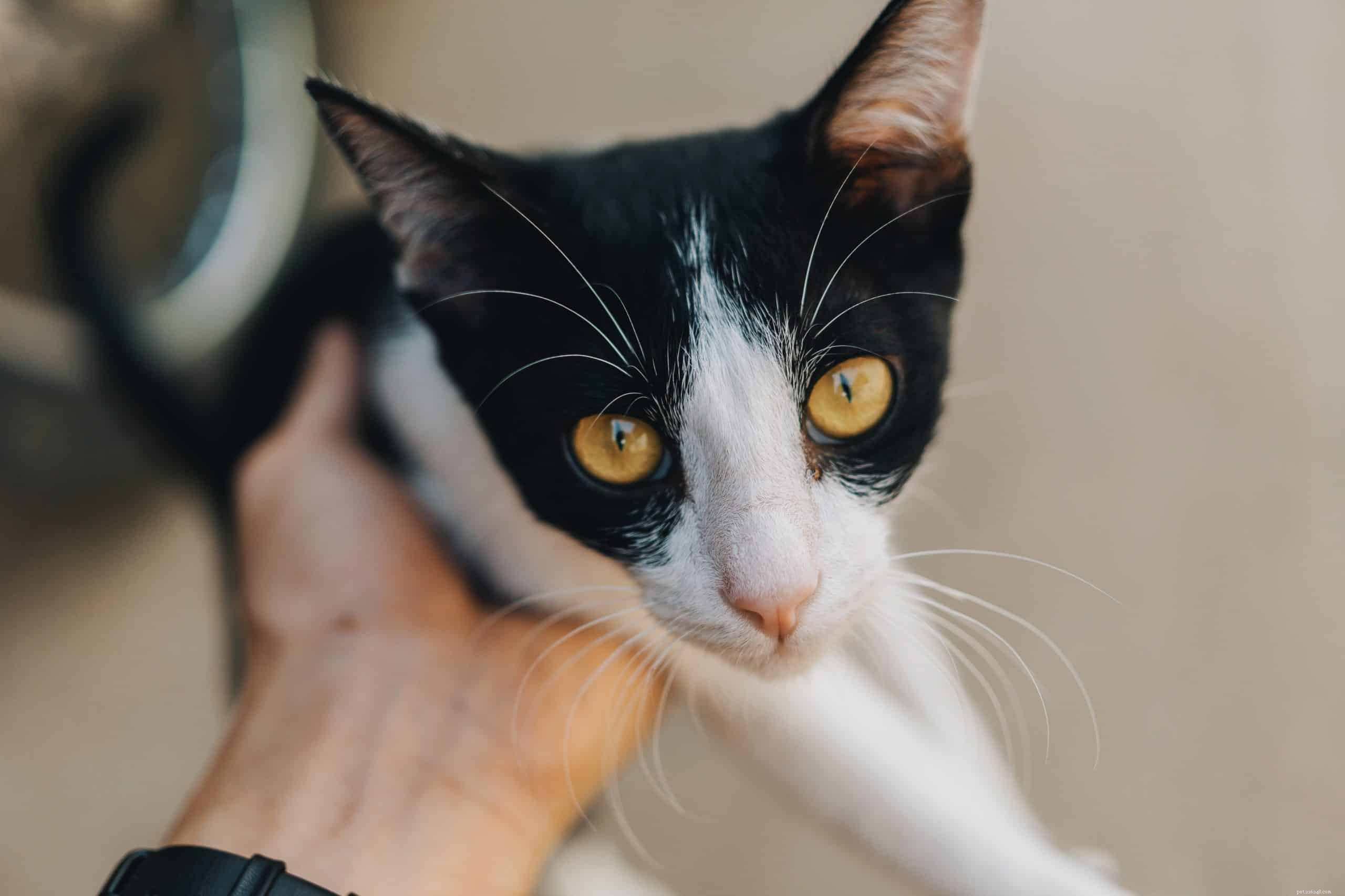 Waarom maken katten geen oogcontact met andere katten?