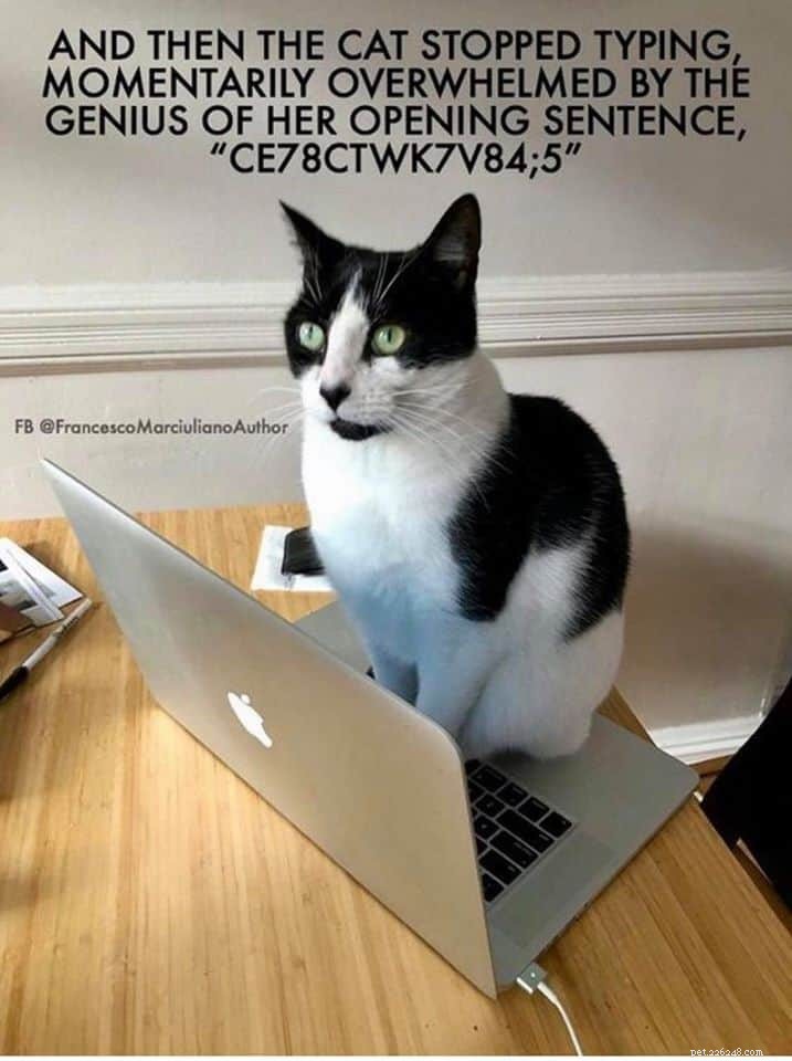 Waarom zitten katten graag op laptops en toetsenborden?