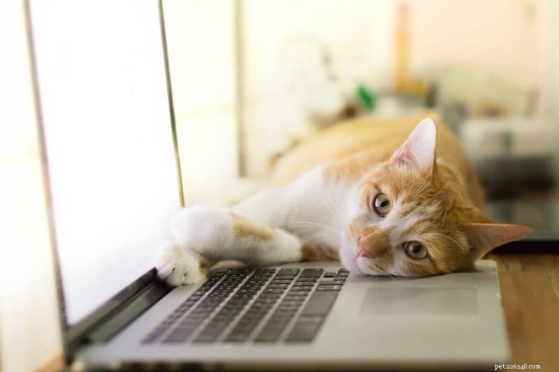 Pourquoi les chats aiment-ils s asseoir sur les ordinateurs portables et les claviers ?