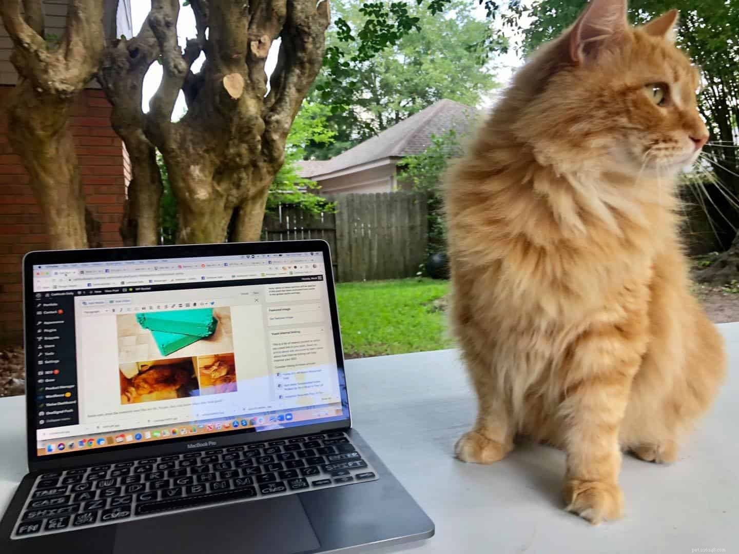 고양이가 노트북과 키보드 위에 앉는 것을 좋아하는 이유는 무엇입니까?
