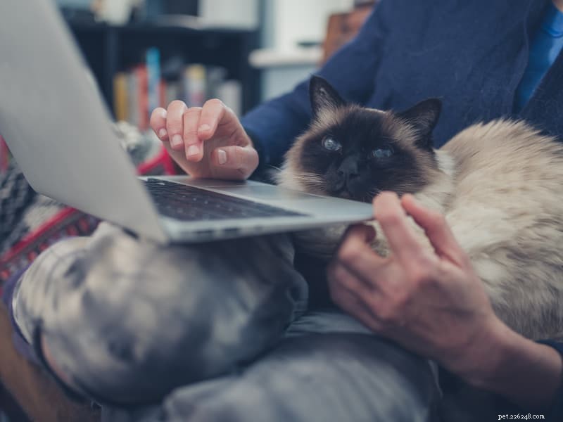 Por que os gatos adoram sentar em laptops e teclados?