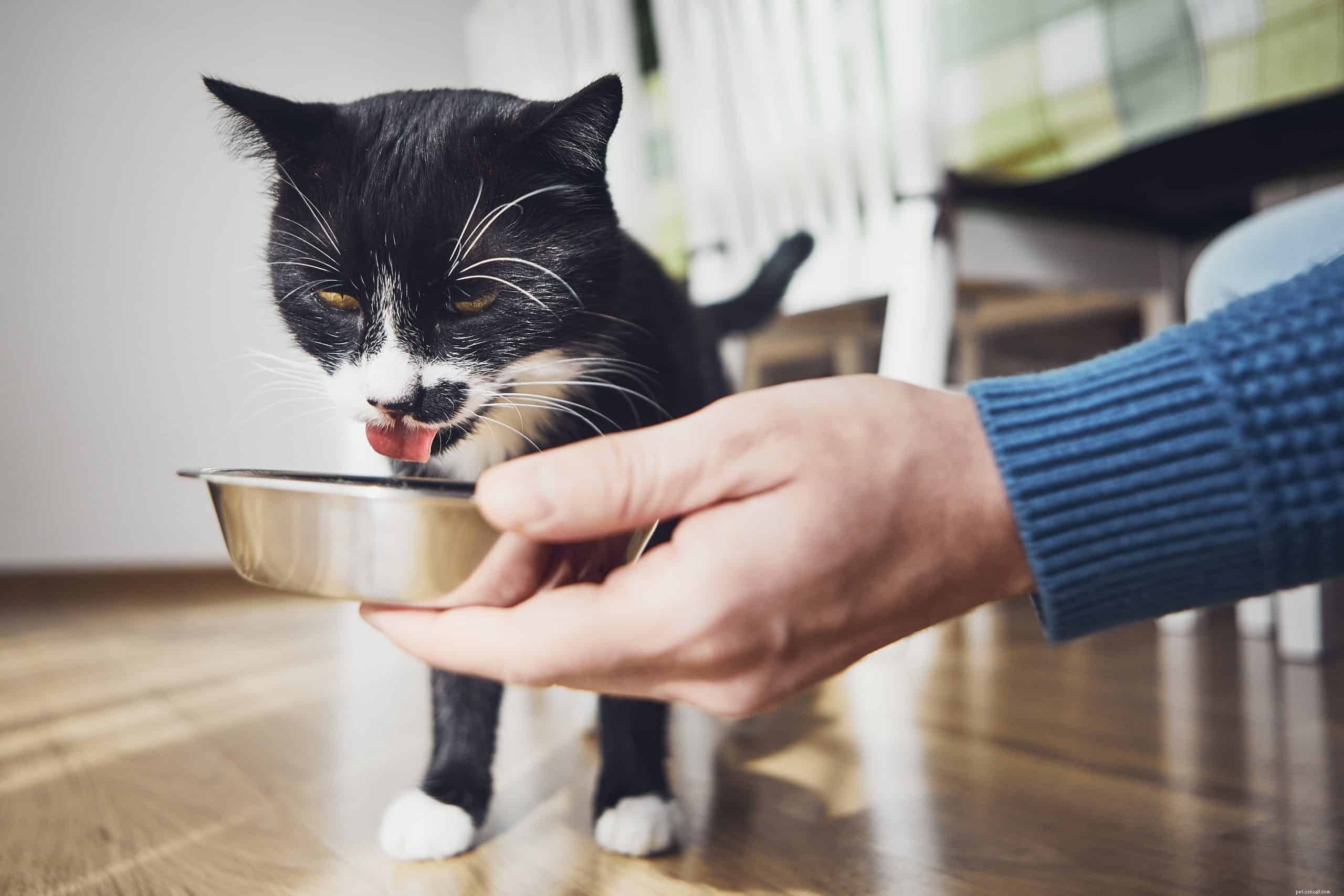 Varför är vissa katter så pratsamma?