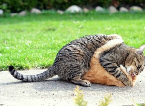 Aqui está o que você precisa saber sobre brigas de gatos