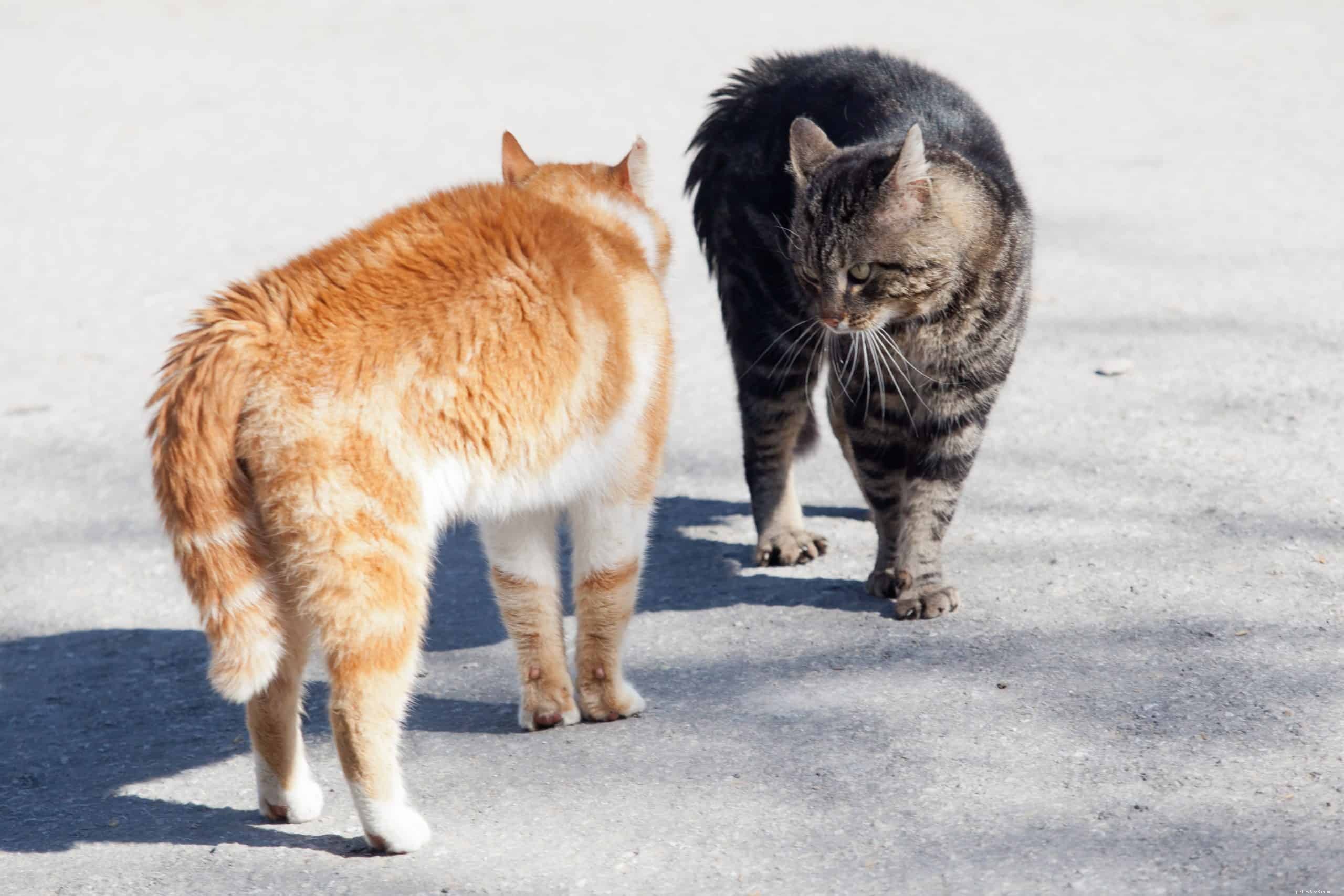 Ecco cosa devi sapere sui combattimenti tra gatti