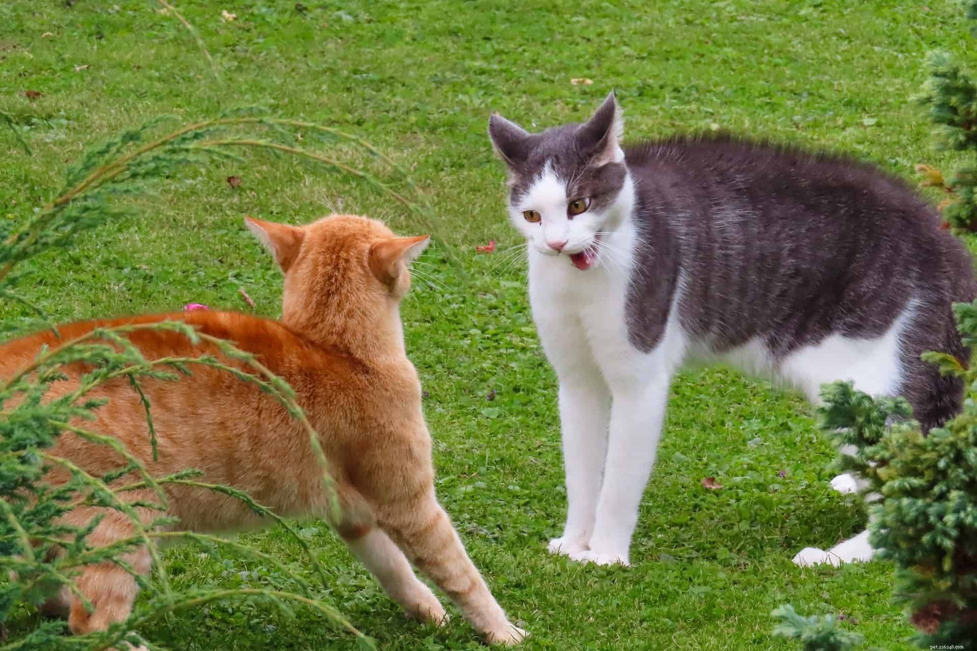 Voici ce que vous devez savoir sur les combats de chats