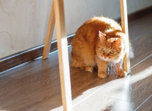 Por que meu gato é um “gato medroso”?
