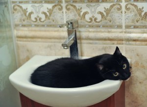Pourquoi les chats aiment-ils dormir dans les lavabos ?