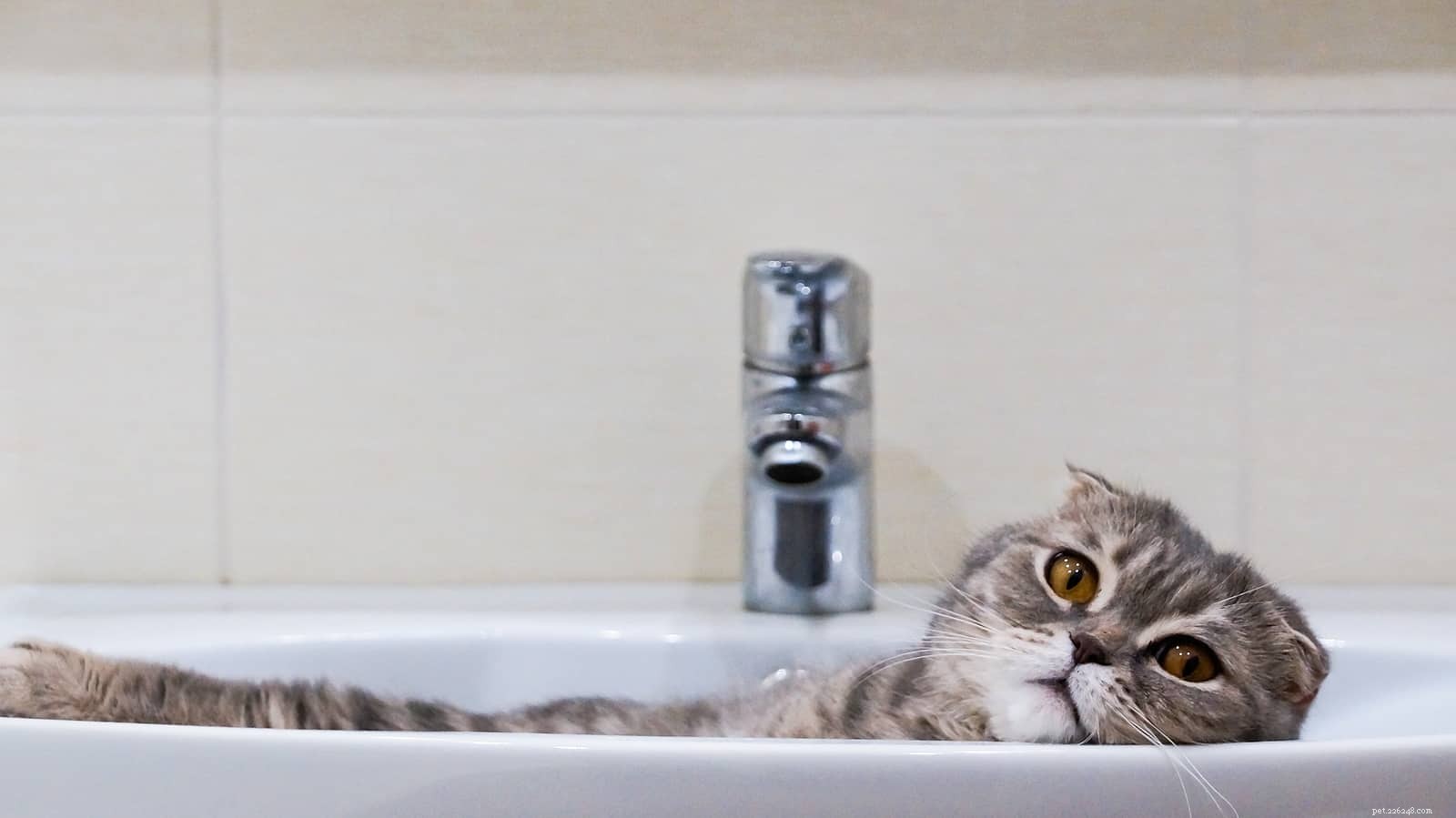 Proč kočky rády spí v umyvadle?