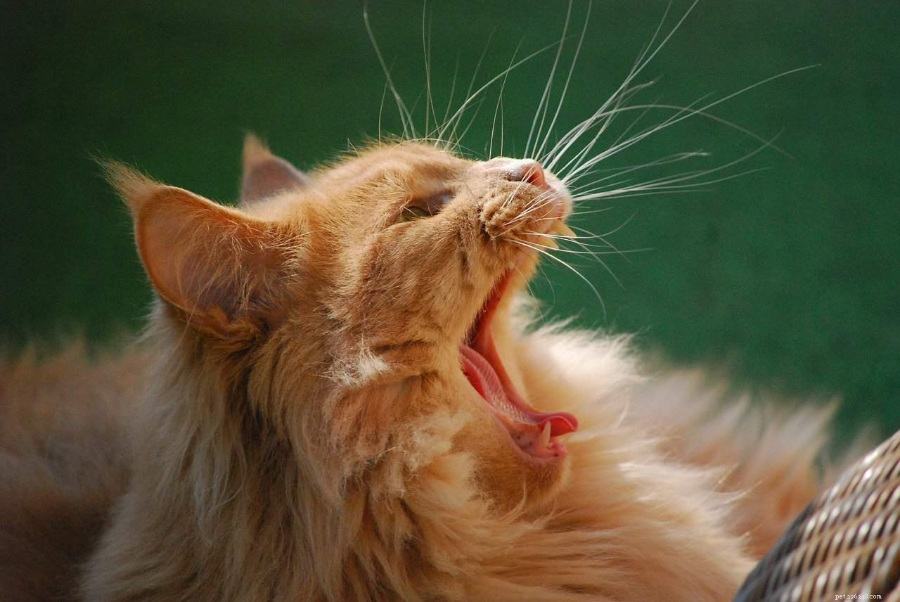 猫の体の言語について誰もが知っておくべき5つのこと 