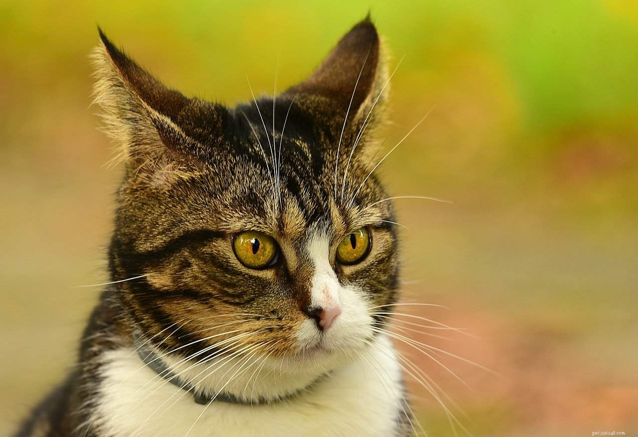 5 saker alla borde veta om kattens kroppsspråk