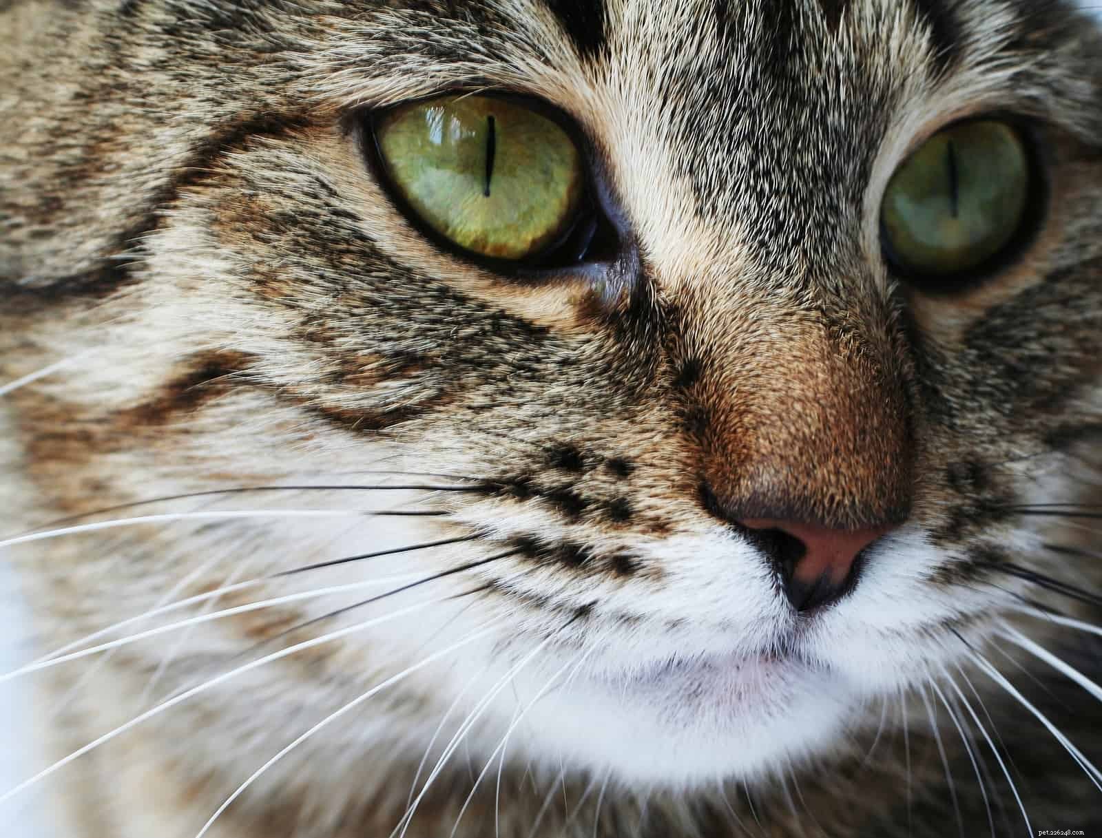Fatos interessantes sobre os bigodes do seu gato