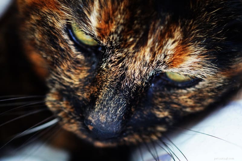 Interessante feiten over de snorharen van uw kat