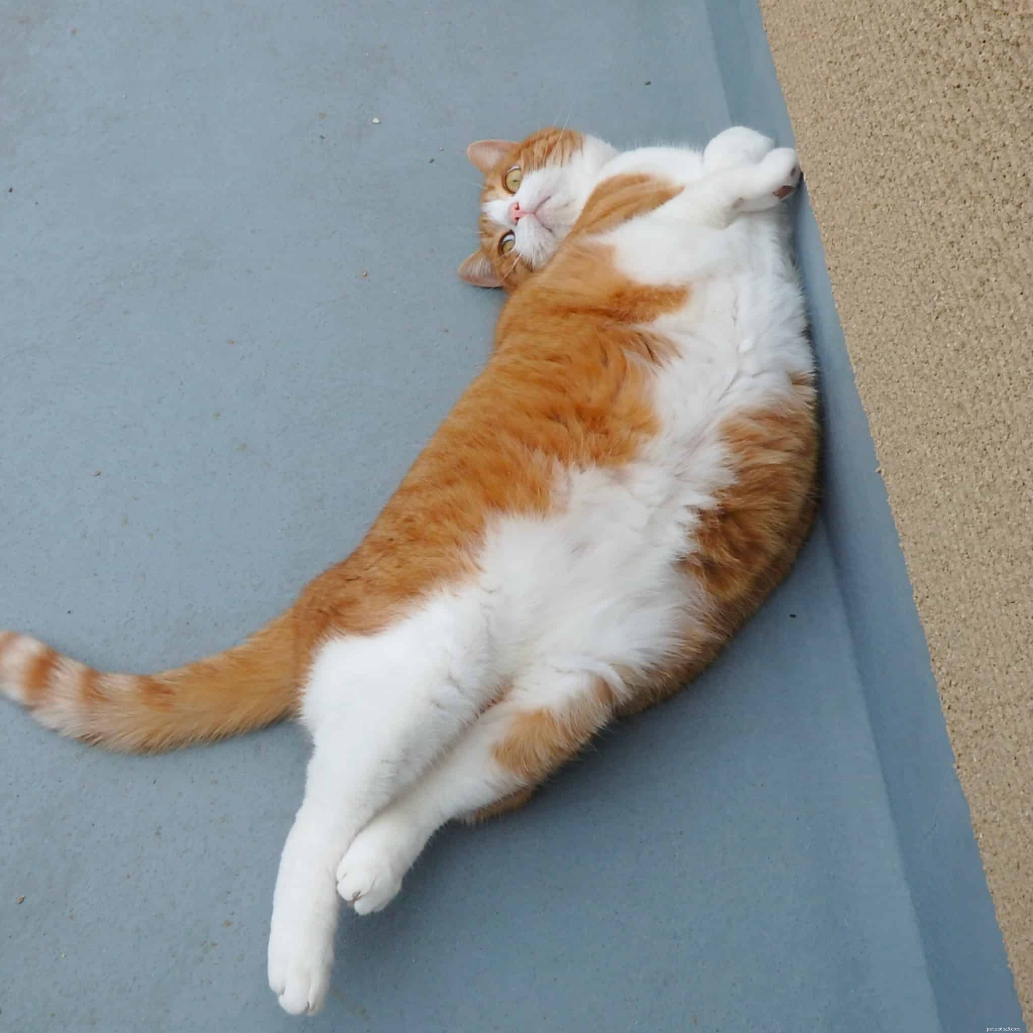 Почему некоторые кошки не любят массировать живот?