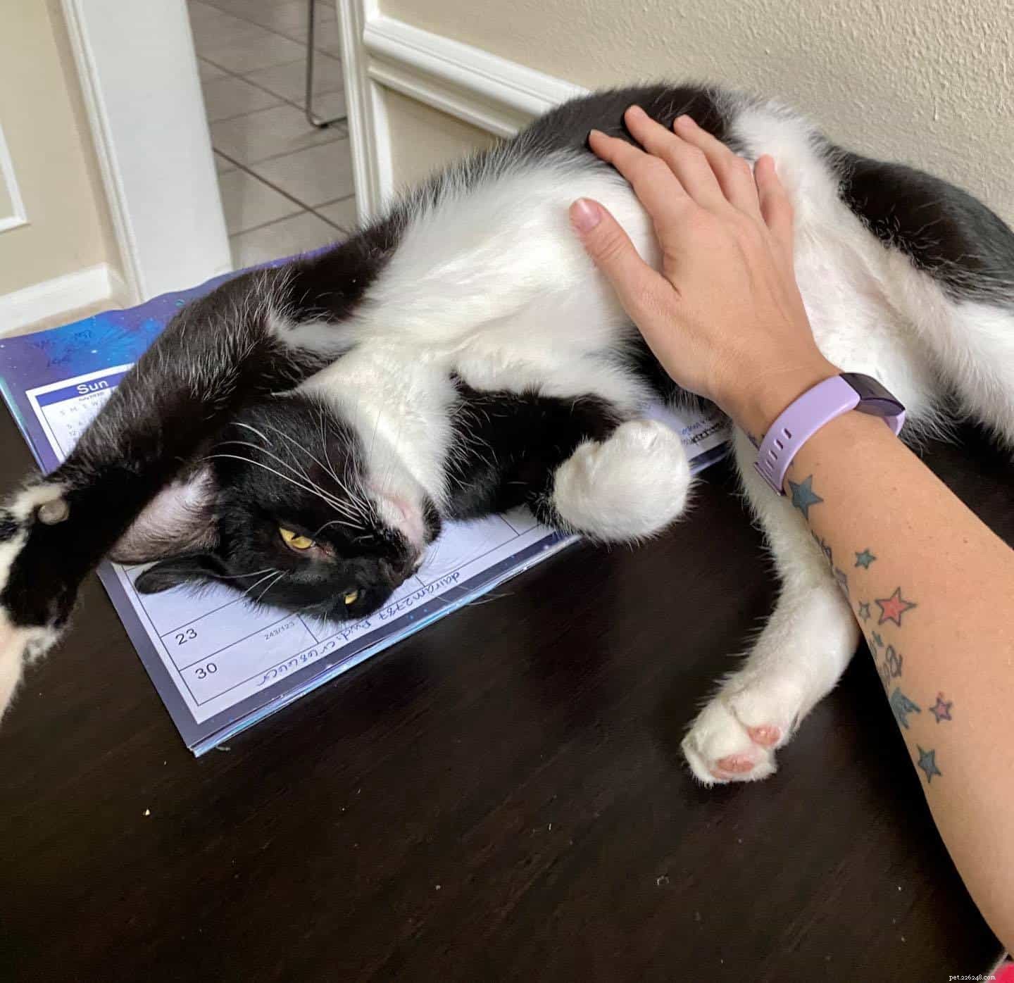 Perché ad alcuni gatti non piacciono i massaggi sulla pancia?