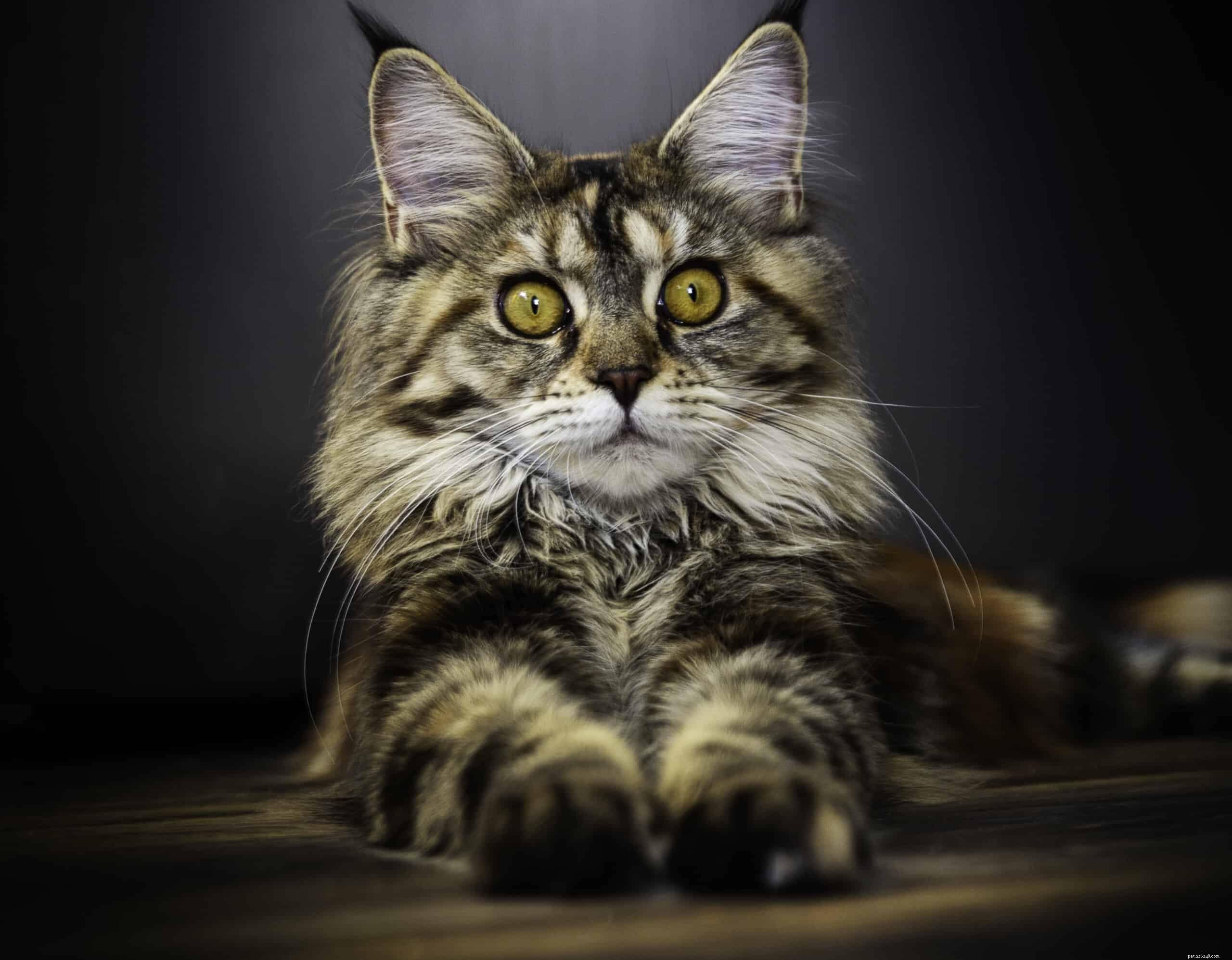 고양이가 감지할 수 있는 5가지 놀라운 사실