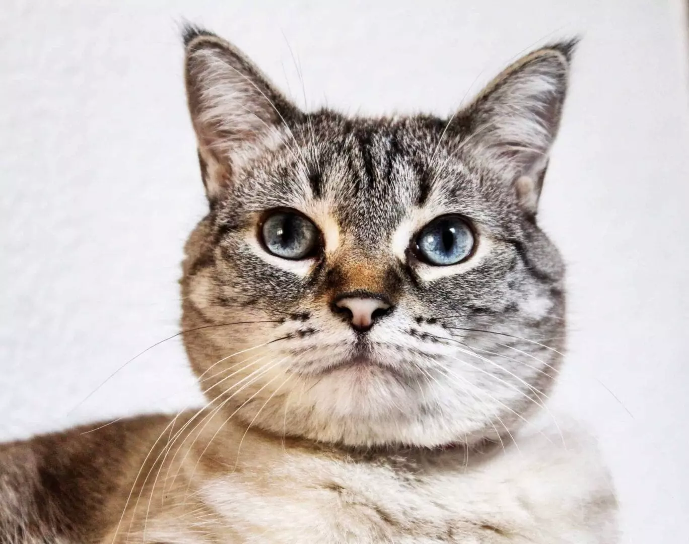 고양이가 감지할 수 있는 5가지 놀라운 사실