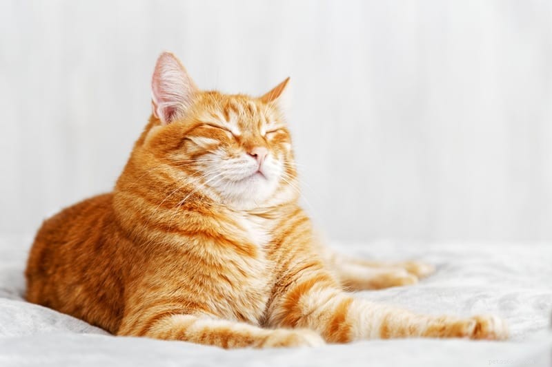 Varför blinkar inte katter ofta?